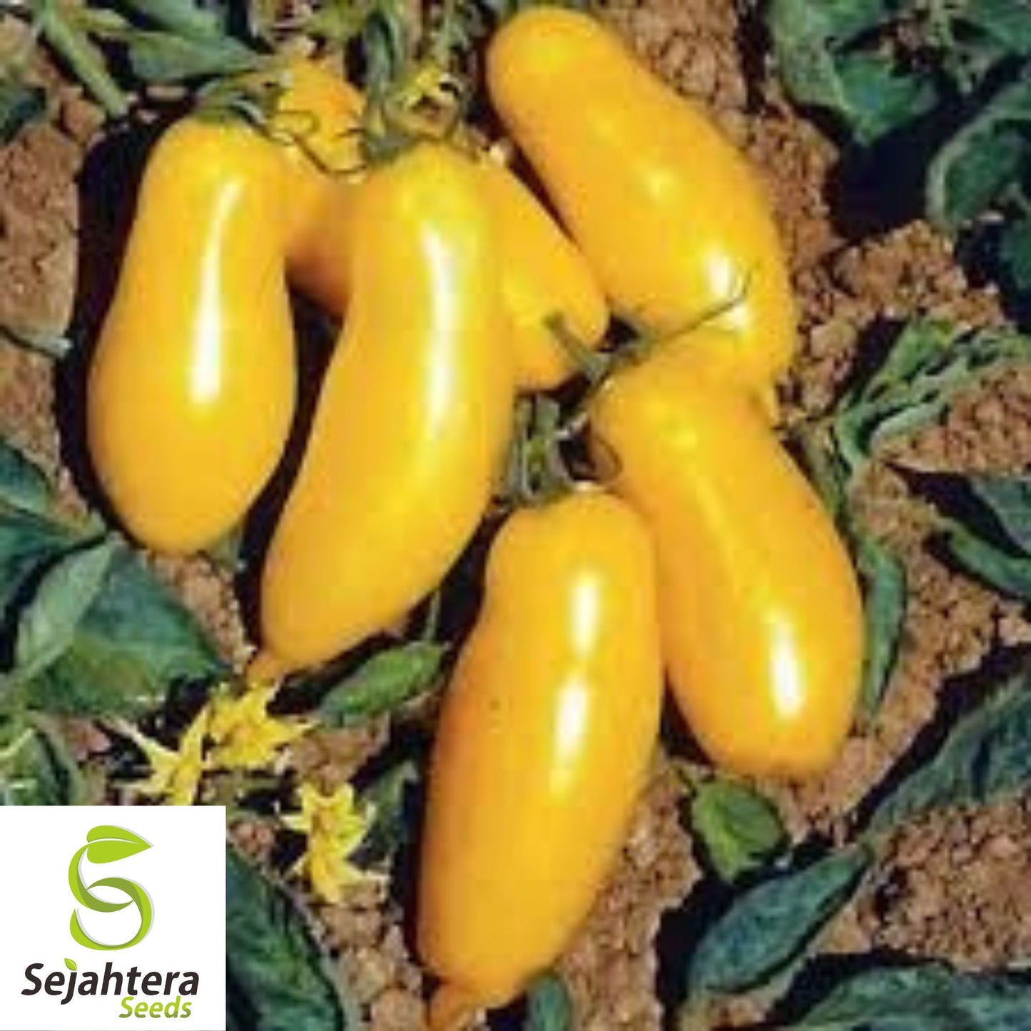 30 Banana Legs Paste Tomato Seeds - Non-GMO, Sweet & Unique Heirloom Variety