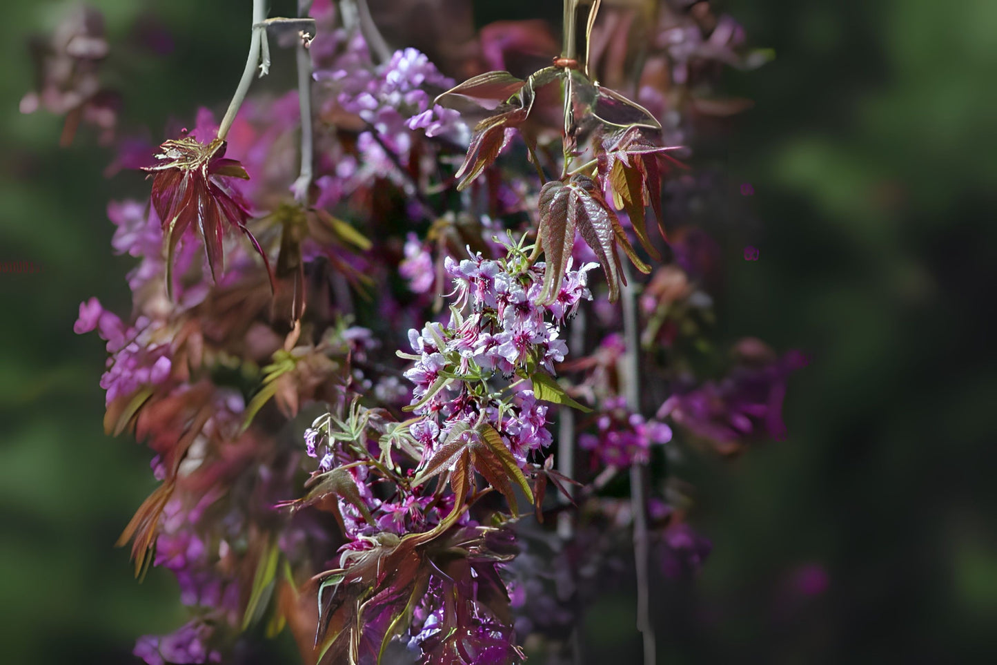 Mexican Buckeye (Ungnadia speciosa)
