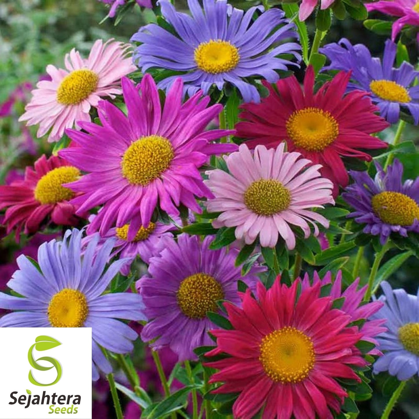 Aster Seeds 200+ | Single China Mix Flower Mixed Colors USA