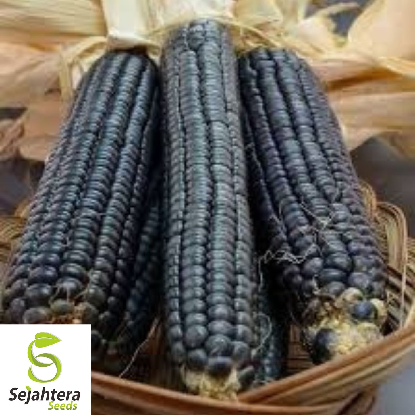 Hopi Blue Corn Seeds - 1000+ Heirloom, Organic, Non-GMO & Rare