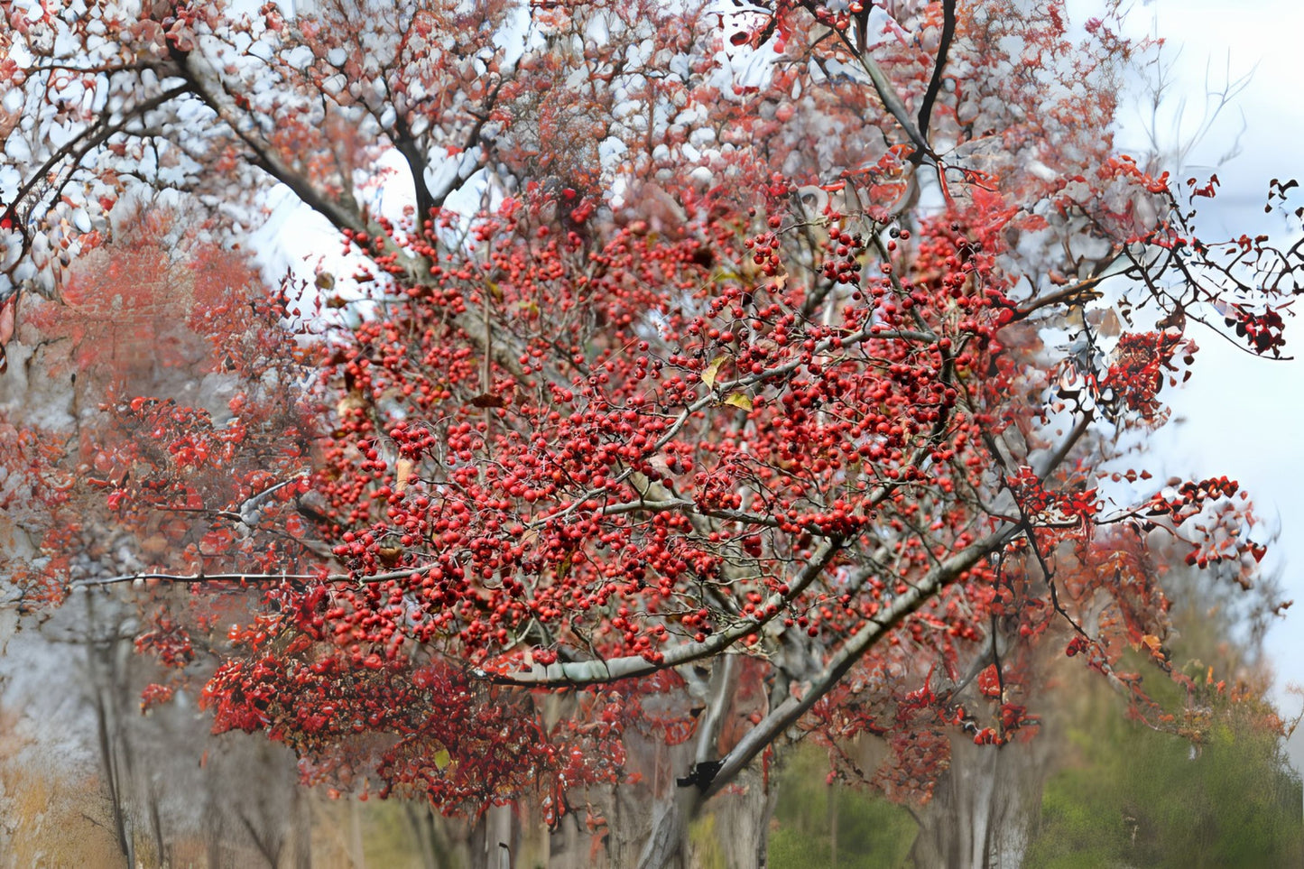 Winter Green Hawthorn (Crataegus viridis 'Winter King')