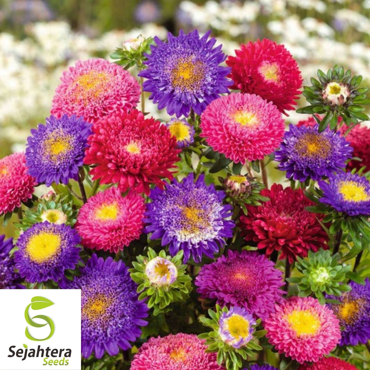 Aster Seeds 200+ | Single China Mix Flower Mixed Colors USA