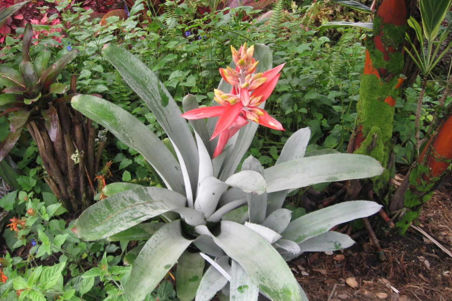Bromeliad Aechmea Little Harv 9" Pot - Silver Foliage & Salmon Pink Bloom - Aechmea Little Harv Hybrid Plant