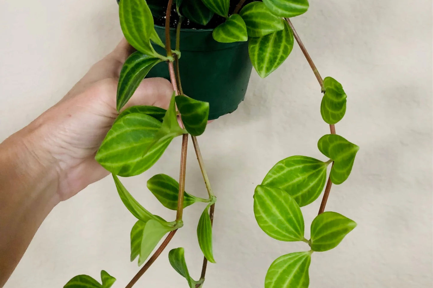 Peperomia Funky Frog Beetle – Unique Beetle Peperomia Houseplant in 4" Pot