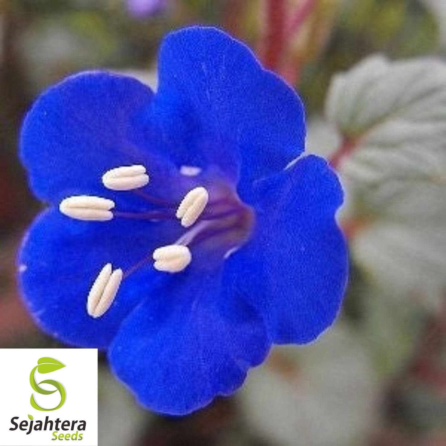 California Bluebell Campanula Seeds 1000+ | Annual Flower NON-GMO USA