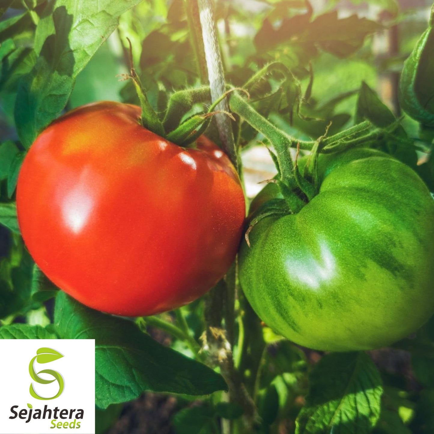 100 Delicious Tomato Seeds - Non-GMO, Heirloom & World Record Variety