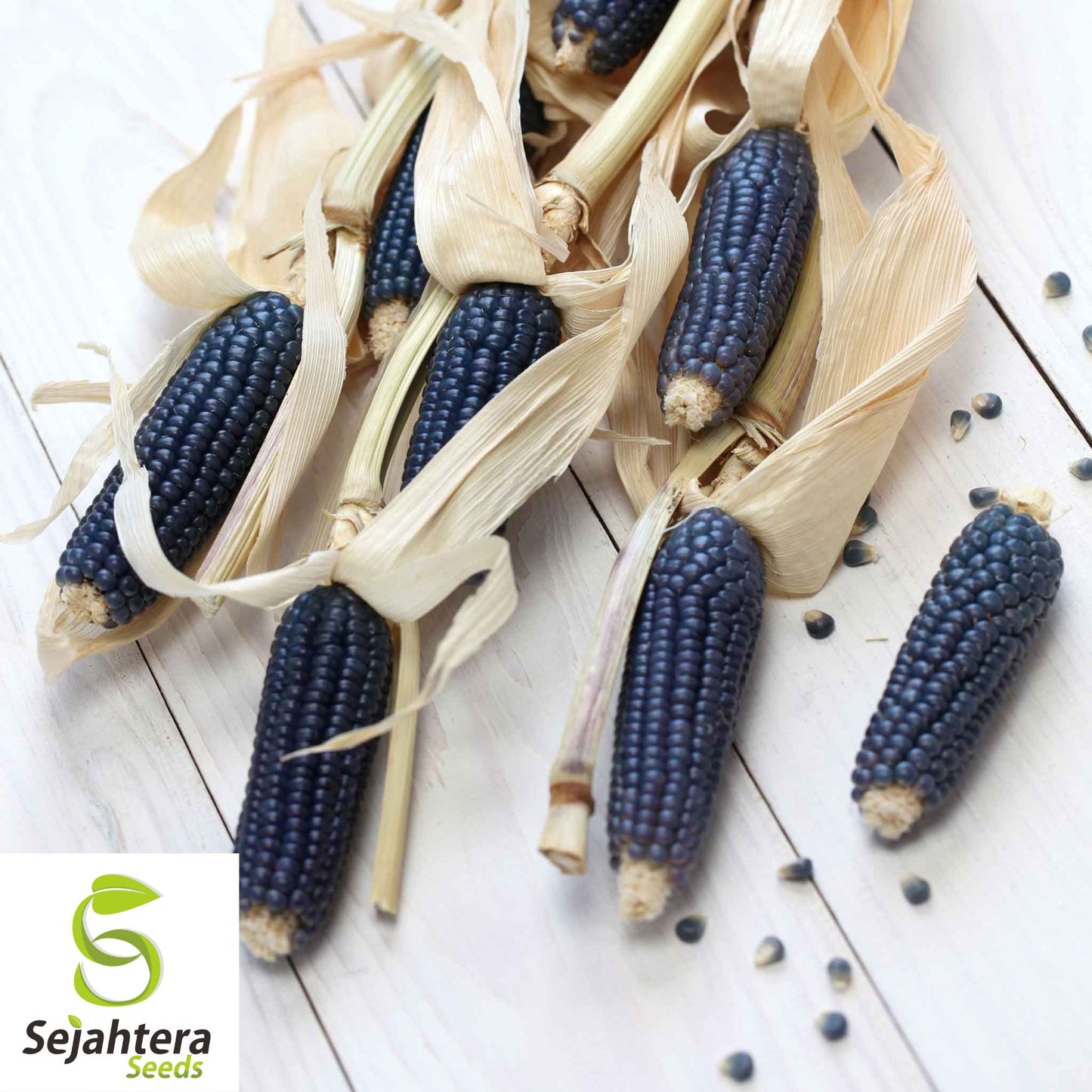 Hopi Blue Corn Seeds - 1000+ Heirloom, Organic, Non-GMO & Rare