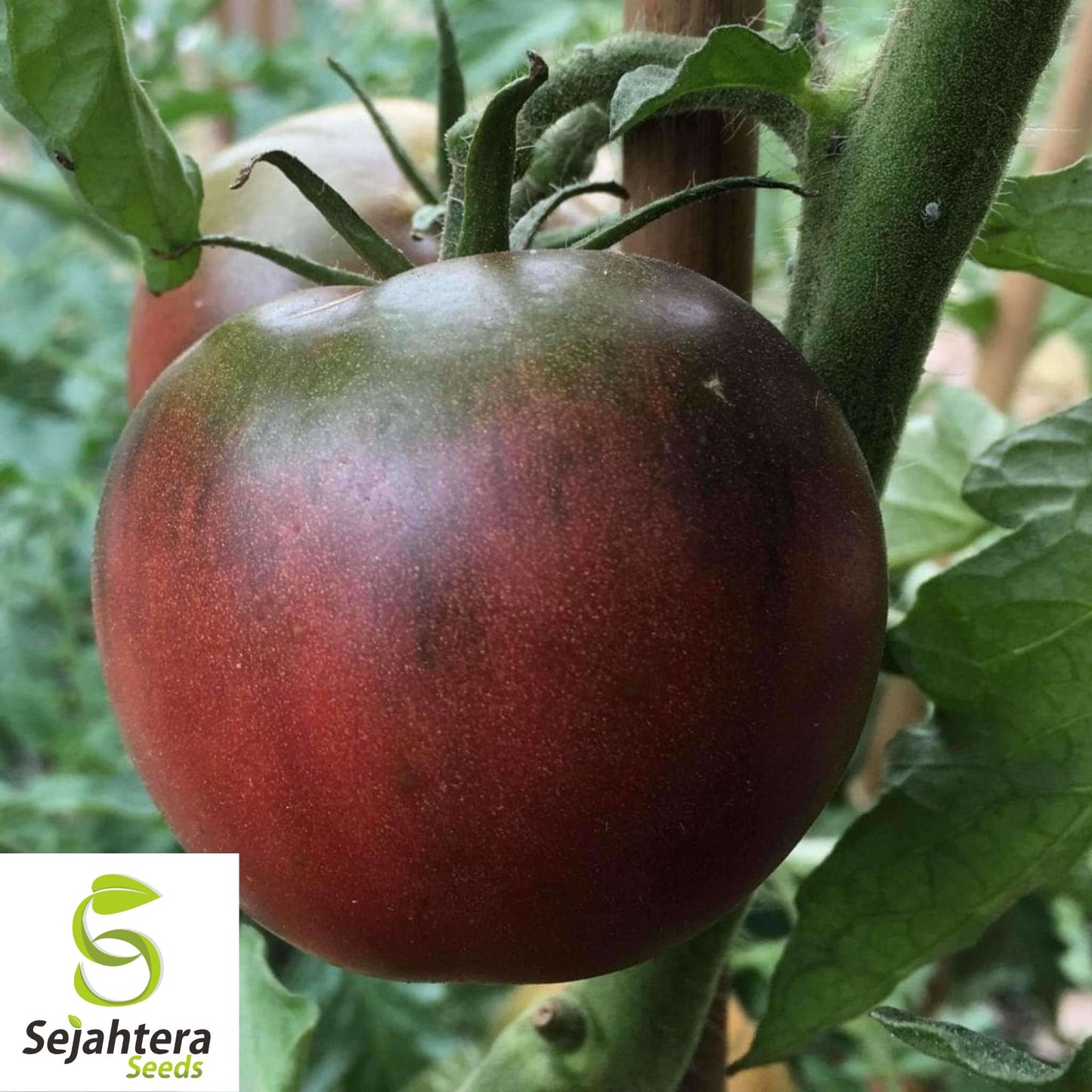 30 Black From Tula Tomato Seeds - Non-GMO, Heirloom & Rich Flavor Variety
