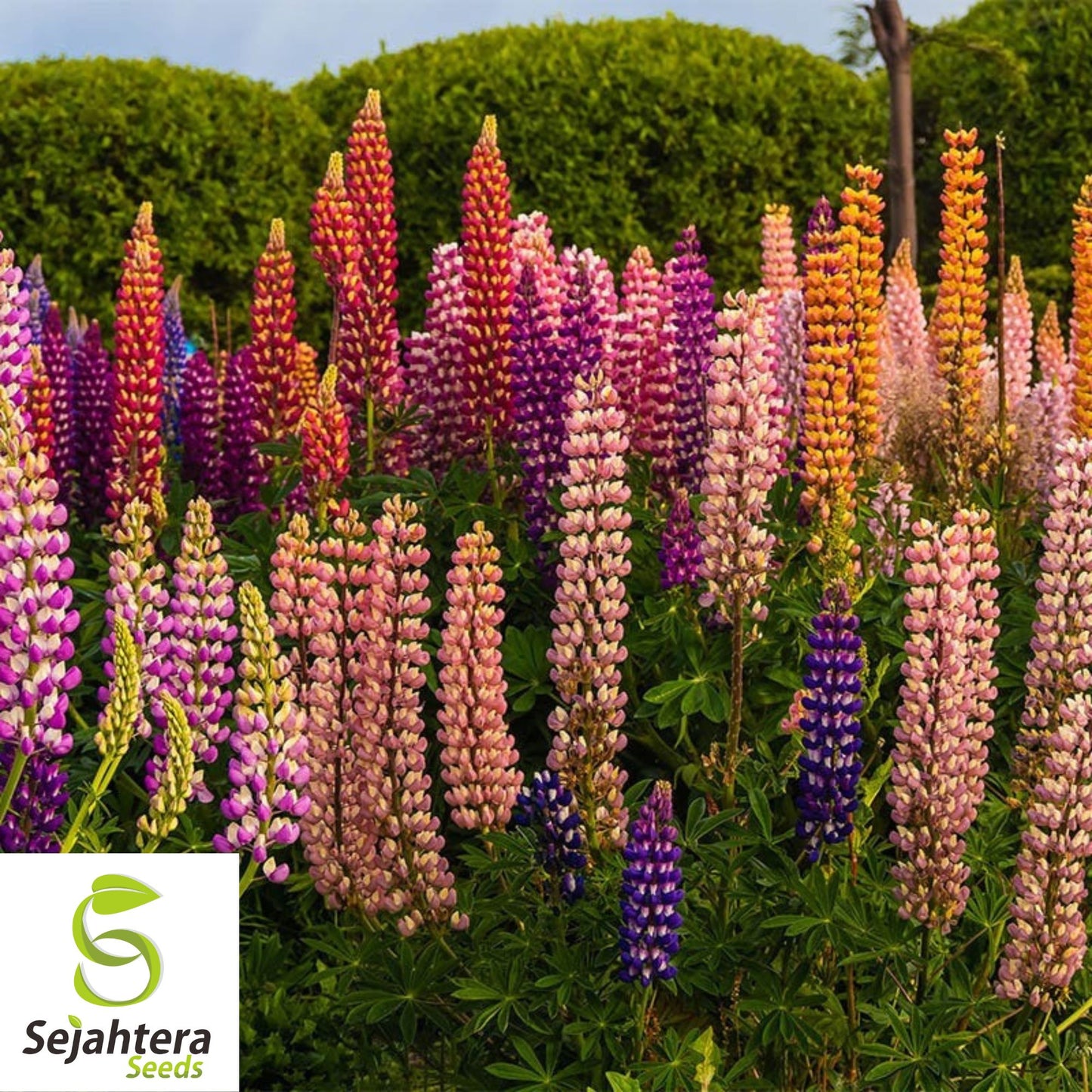Russell Lupine Seeds - 200+ Perennial Mix - Pollinator Friendly & Vibrant Blooms