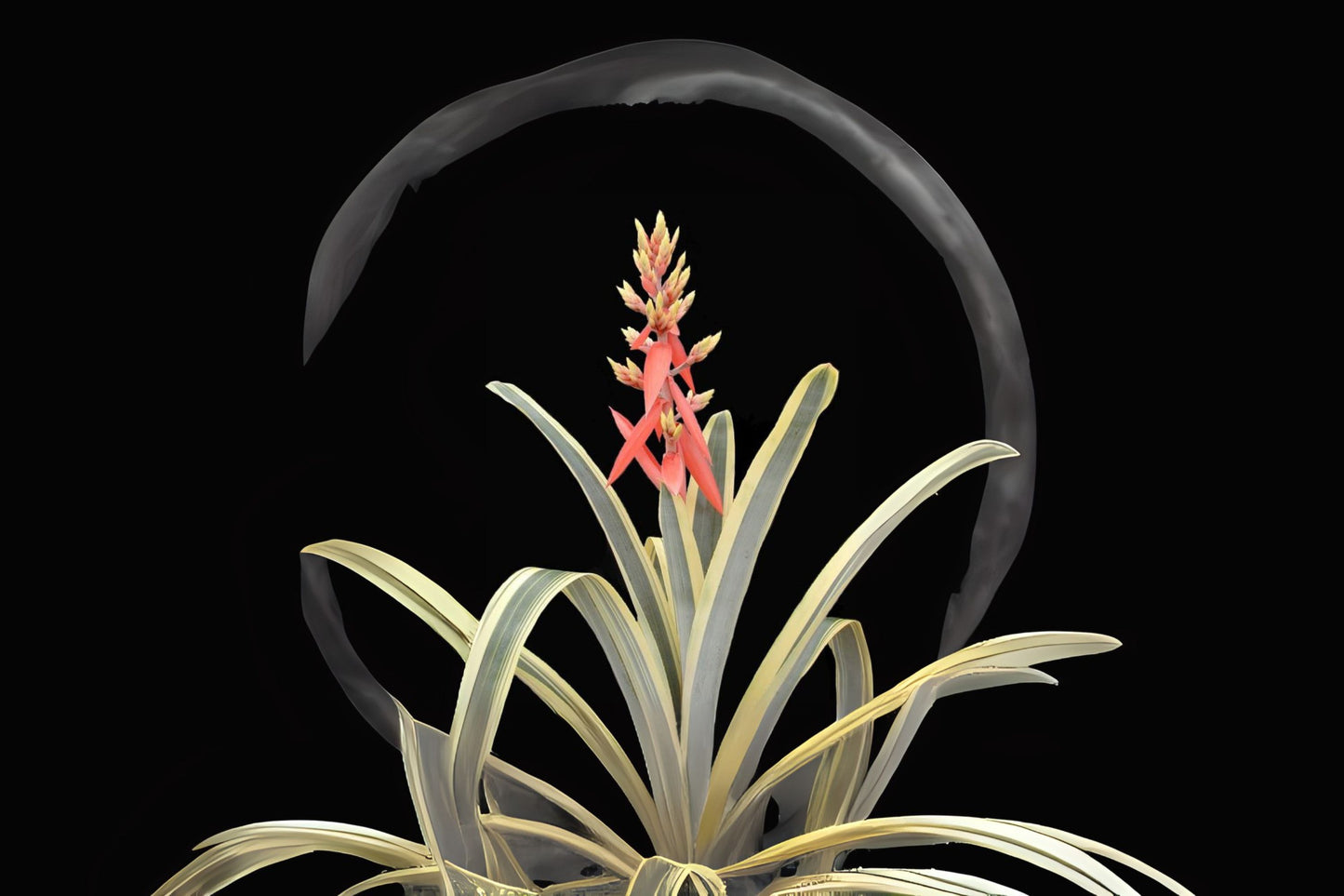Aechmea Harvey's Pride Plant in 9" Pot | Variegated Foliage with Salmon Bloom | Aechmea Little Harv Cultivar