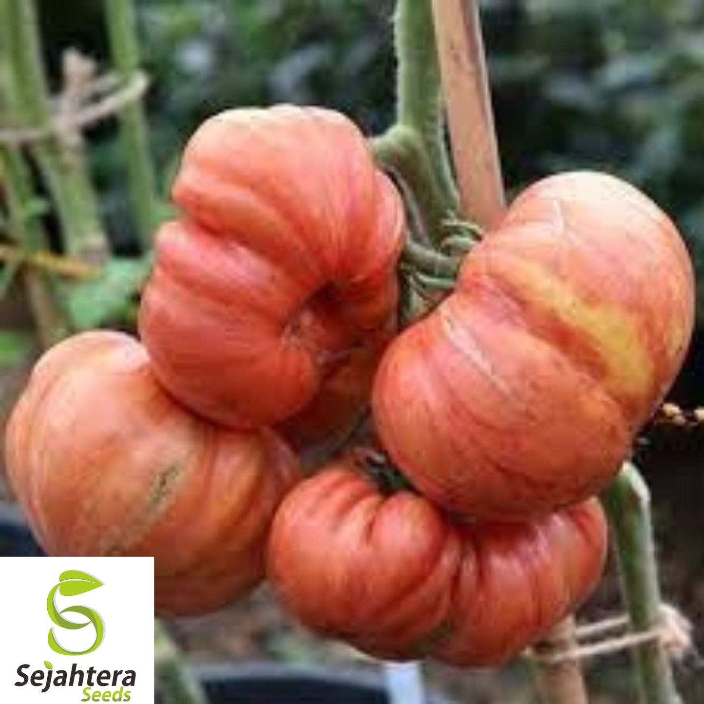 30+ Vintage Wine Striped Tomato Seeds - Heirloom, Beefsteak, Huge 1 LB, Rare