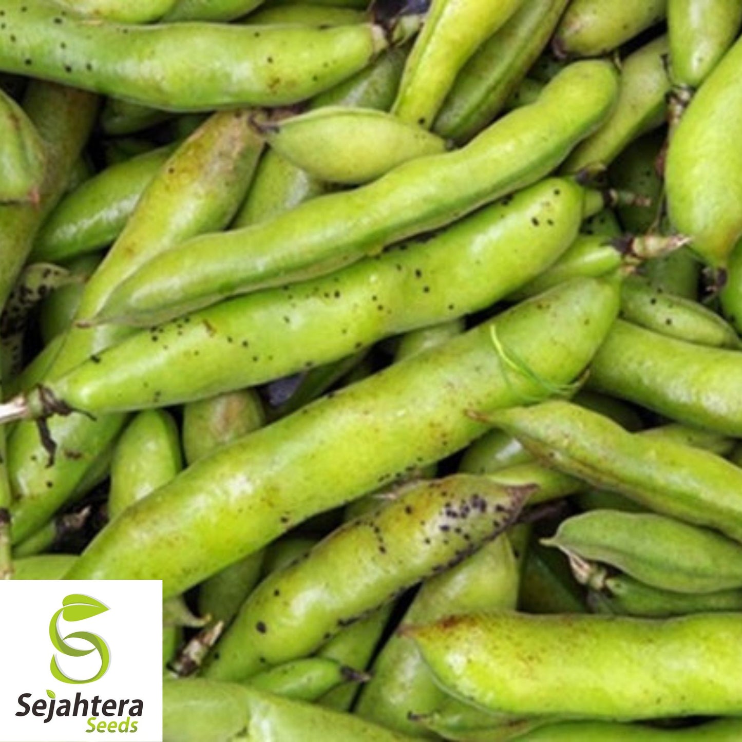 Organic Fava Bean Seeds {Vicia faba} Fast Growing | 15 Seeds