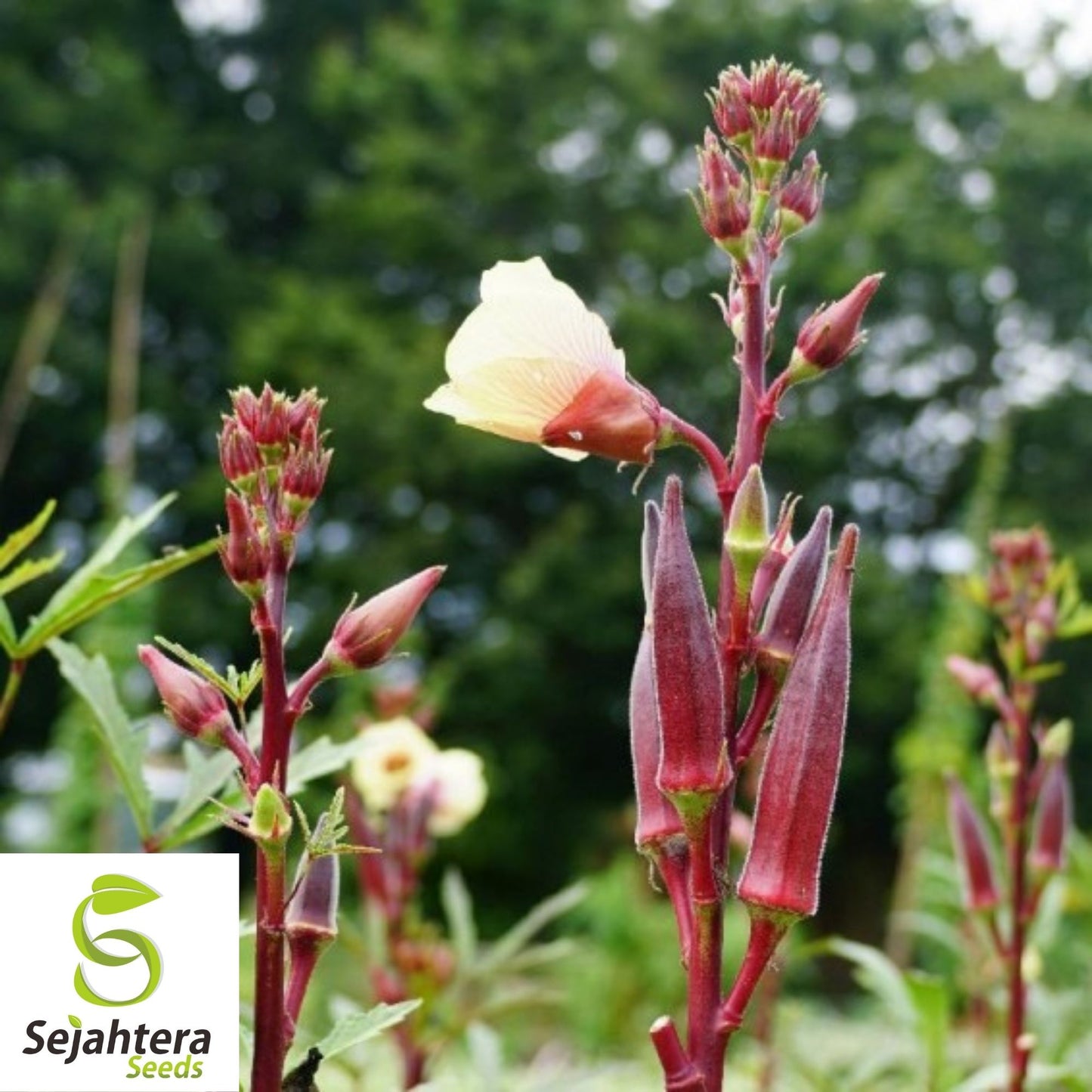 Red Burgundy Okra Seeds 50 Ct | NON-GMO Vegetable Garden USA