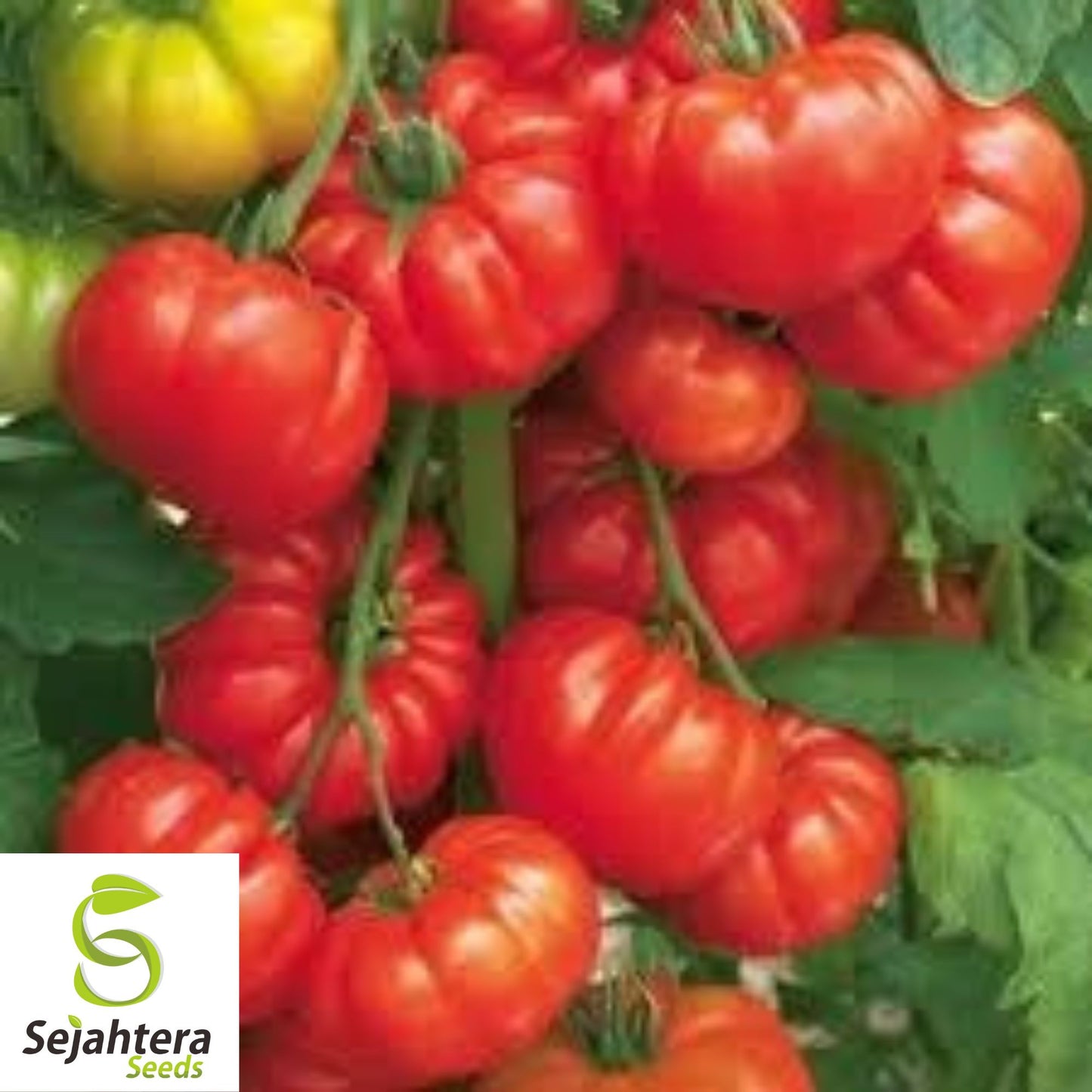 Steak Tomato Seeds - 120+ Heirloom, Organic, Non-GMO, Large & Juicy Beefsteak
