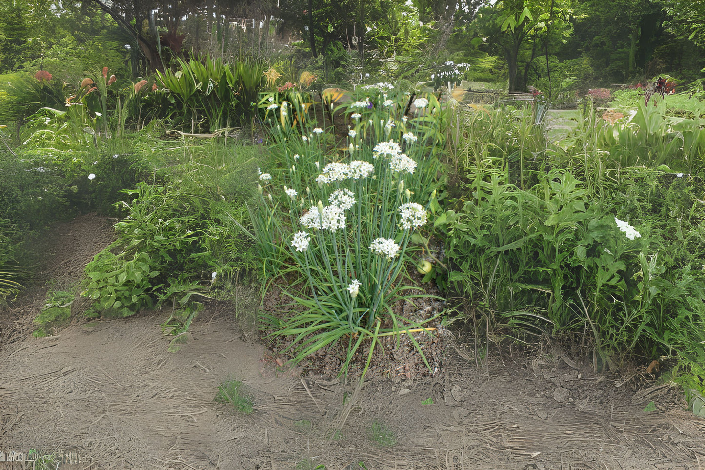 Chinese Chives Leeks Flat Garlic Chives (Allium tuberosum)