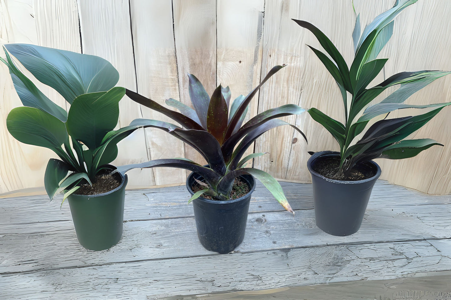 Bromeliad Plant 9" Pot Vriesea Sanguinolenta Green Burgundy Foliage, Wehauhia sanguinolenta, Ideal for Landscape & Containers