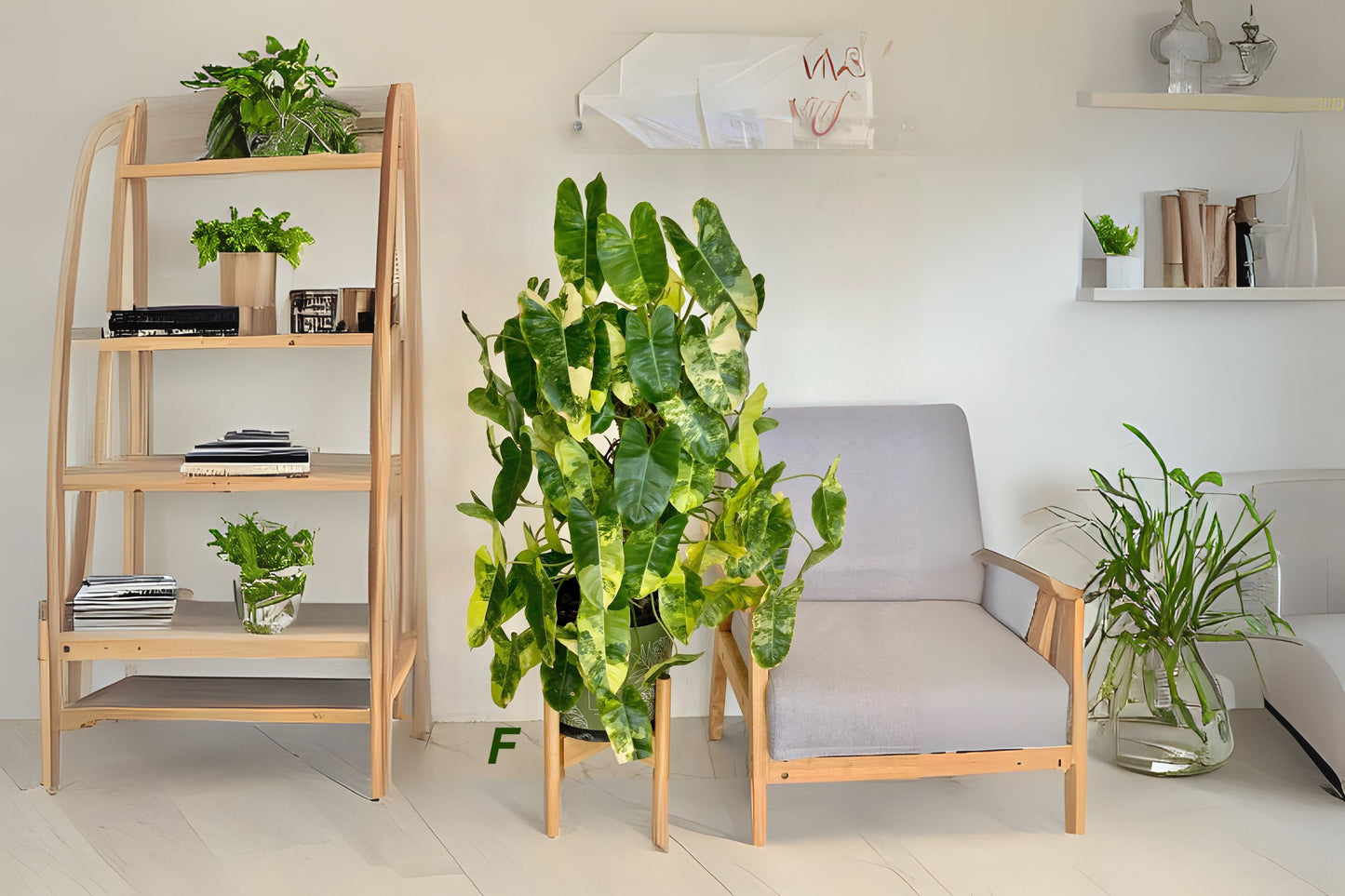 Philodendron Burle Marx Plant 6 in Pot, Heart-Shaped Leaves, Full Rooted, Philodendron spp., Low Maintenance Houseplant
