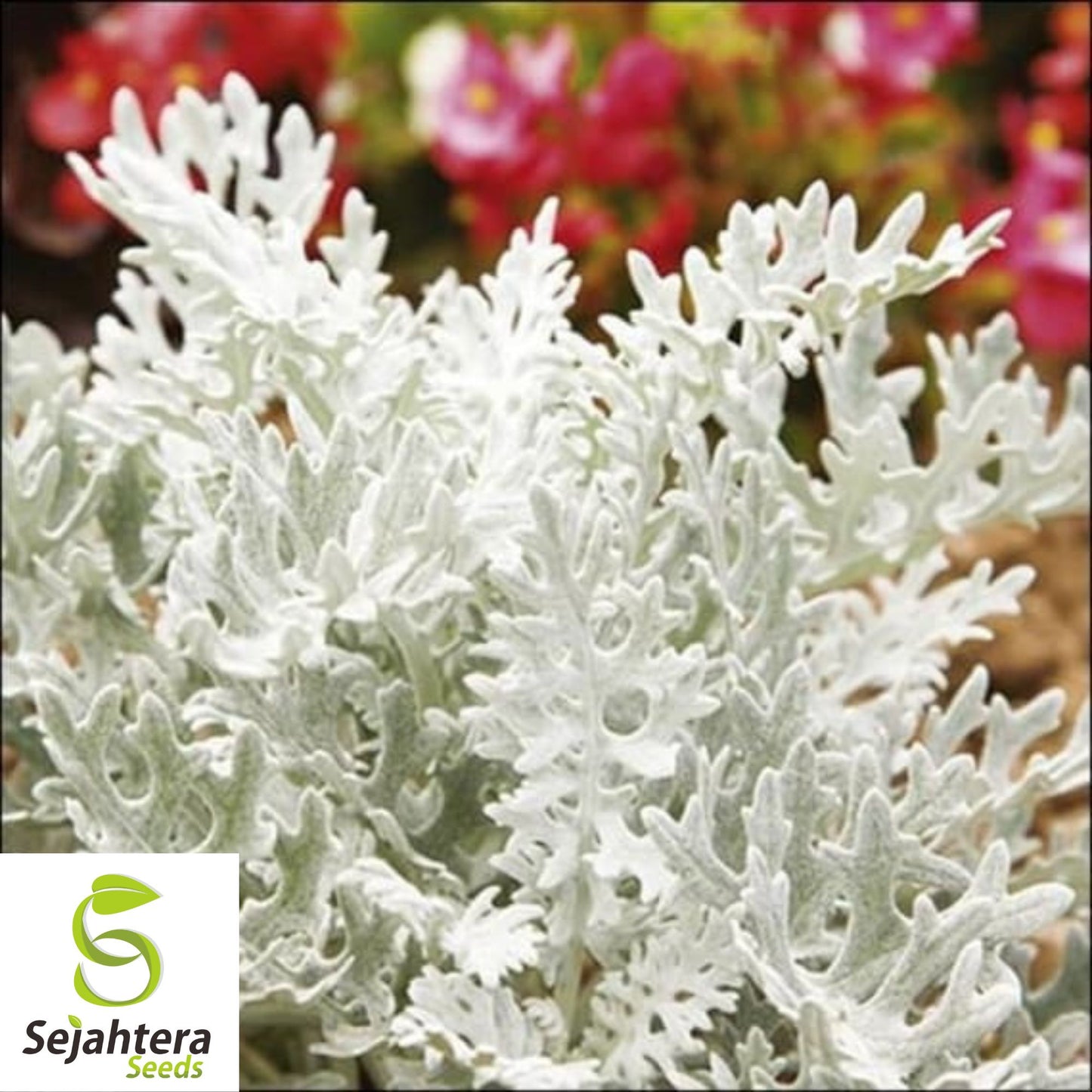 Silverdust Seeds | Dusty Miller {Cineraria Maritima} 200+ Seeds