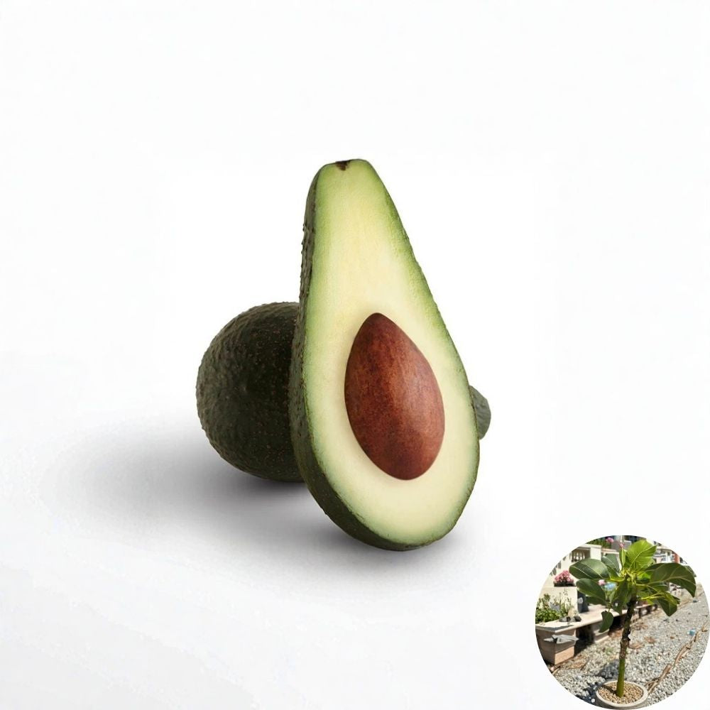 Grafted Pinkerton Avocado Tree – Persea americana Live Fruit Tree | 10 Inches – 2 Feet Tall Heavy Producer | Small Seed Variety | Grafted for Early Fruiting