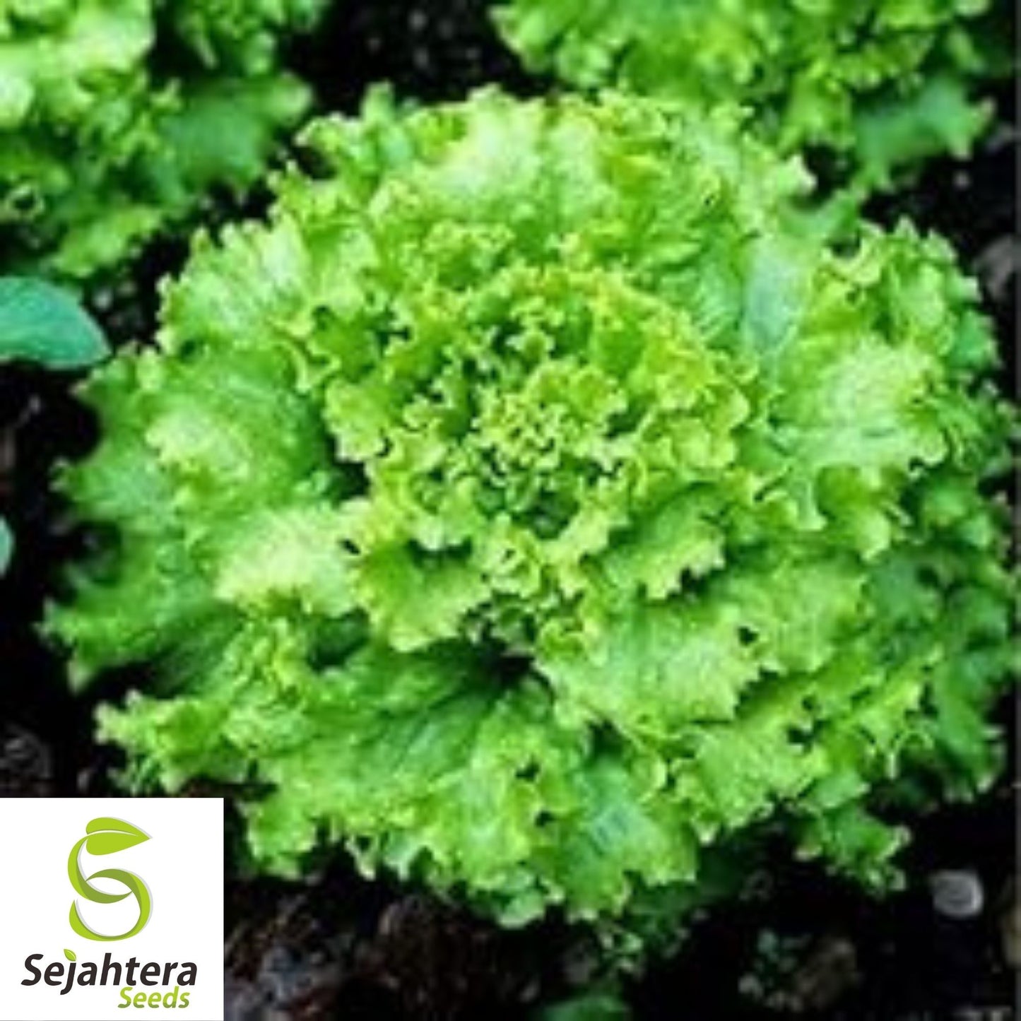 Grand Rapids Lettuce Seeds 600+ | Crisp Leaf Vegetable NON-GMO USA