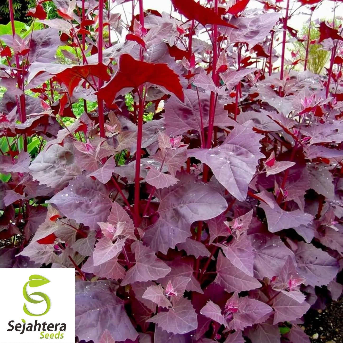 Red Fire Orach Seeds 100+ | French Mountain Spinach NON-GMO Vegetable USA