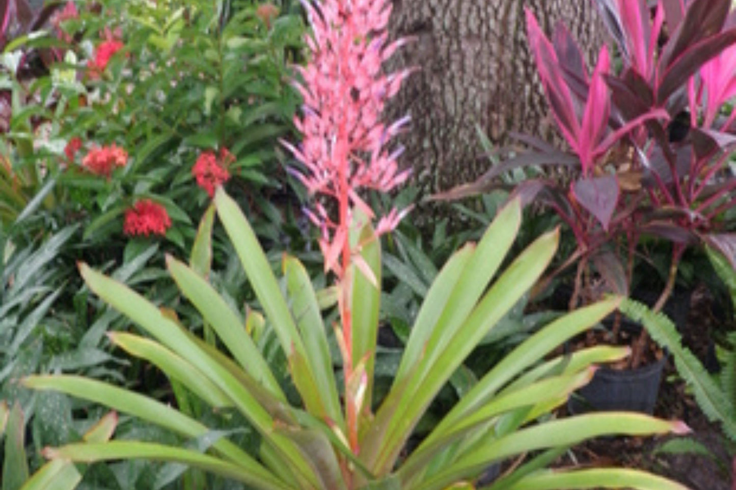 Bromeliad Plant 9" Pot Rose Coral Bloom Portea Jungles - Unique Copper Burgundy Foliage - Indoor/Outdoor Growing