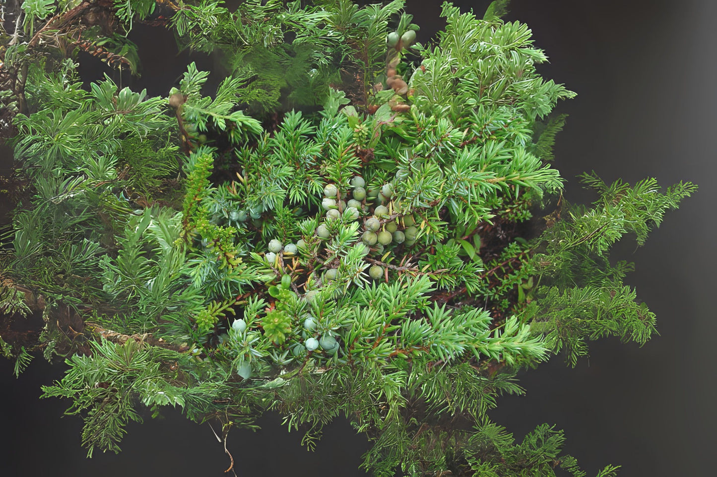 Common Juniper (Juniperus communis)