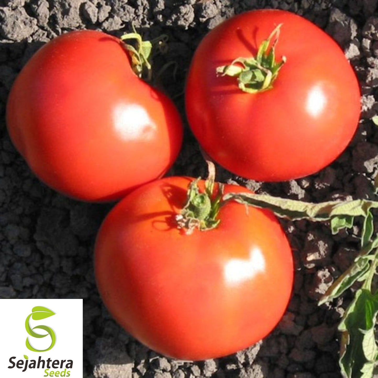 120+ Trip-L-Crop Tomato Seeds - Heirloom, Rare, 15-Foot Vines, High-Yielding