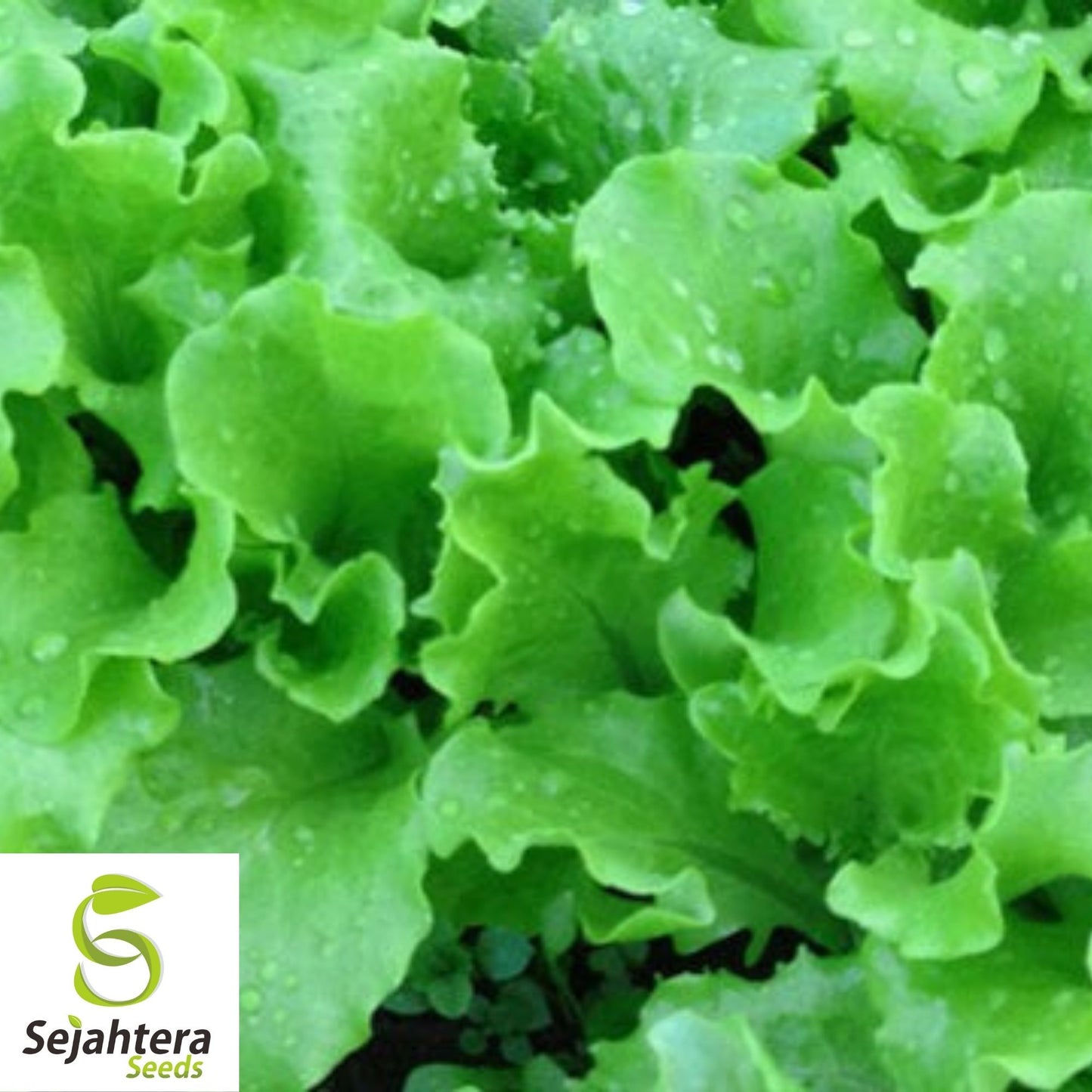 Grand Rapids Lettuce Seeds 600+ | Crisp Leaf Vegetable NON-GMO USA