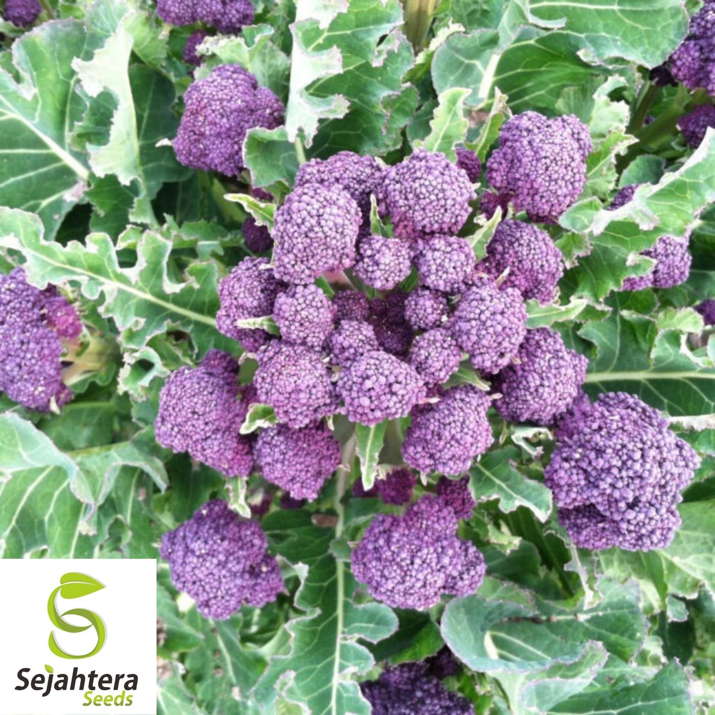 Purple Broccoli Seeds 600+ | Early Sprouting Heirloom Vegetable NON-GMO USA