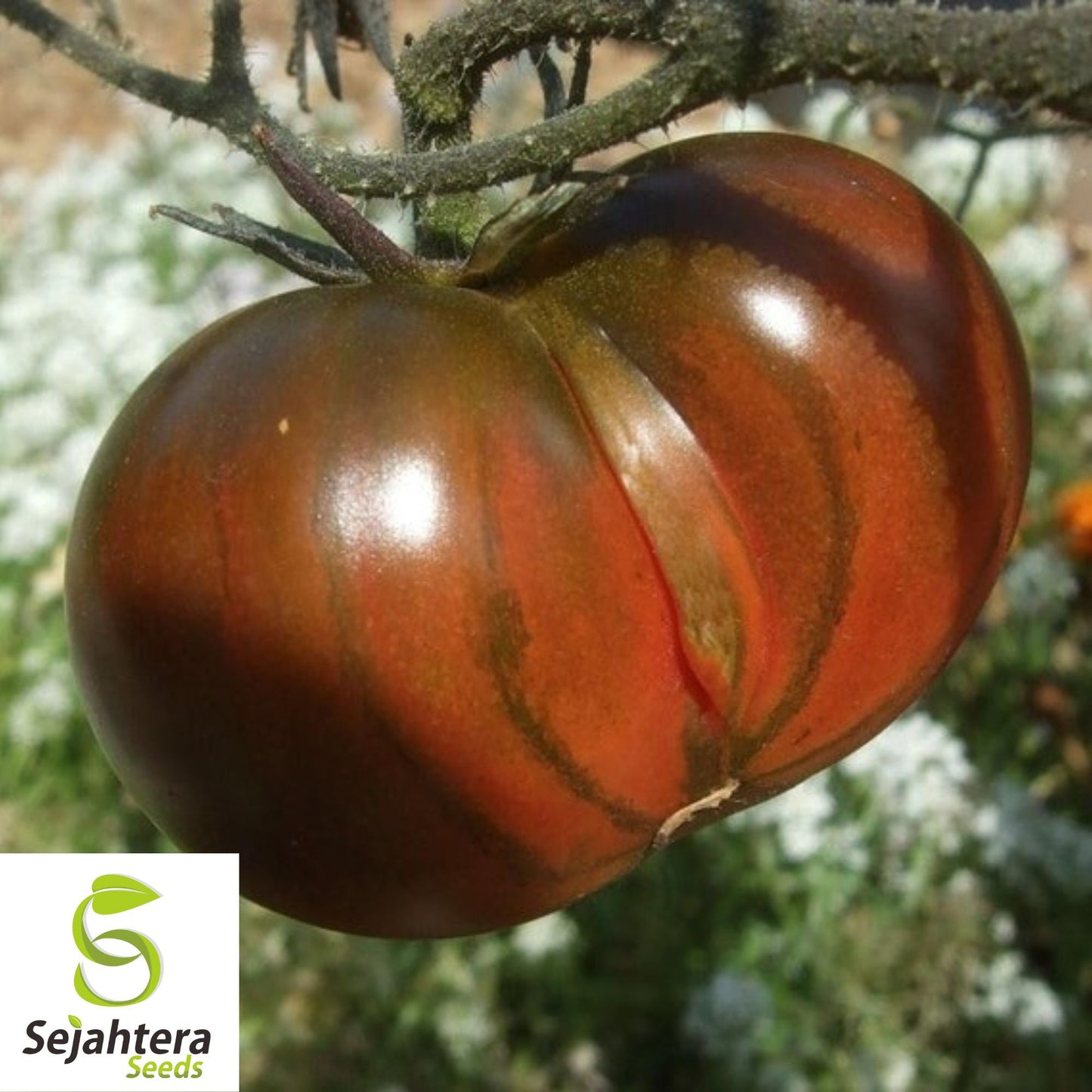 30 Black From Tula Tomato Seeds - Non-GMO, Heirloom & Rich Flavor Variety