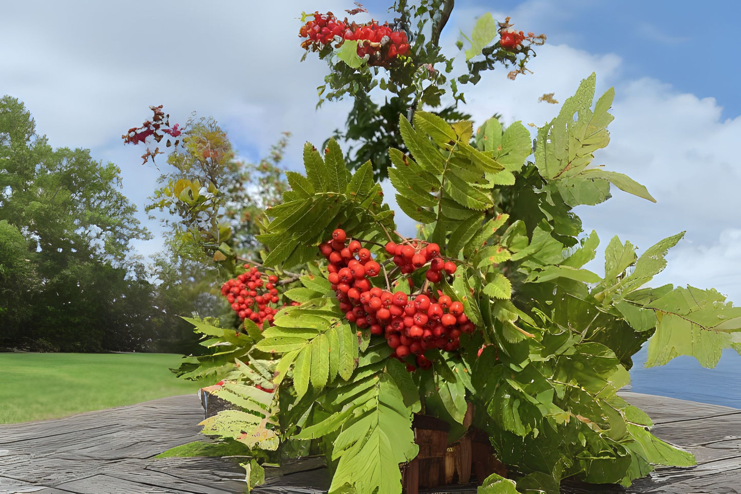 Amur Ash (Sorbus pohuashanensis)