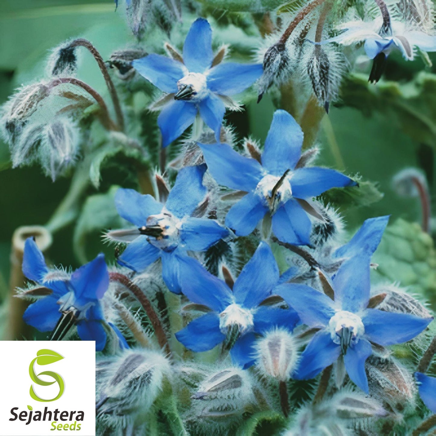 Borage Herb Seeds - 100+ Heirloom, Non-GMO, Pest Repellent & Fresh