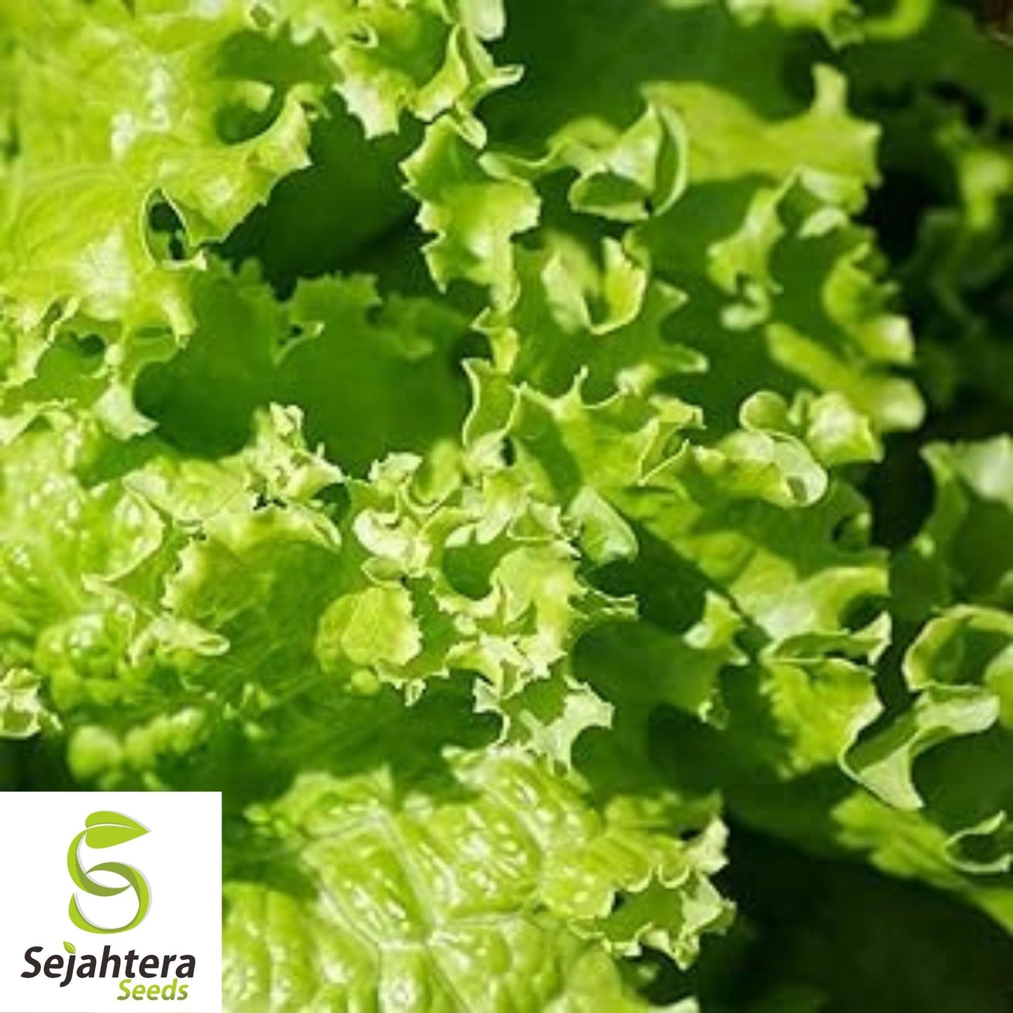Grand Rapids Lettuce Seeds 600+ | Crisp Leaf Vegetable NON-GMO USA