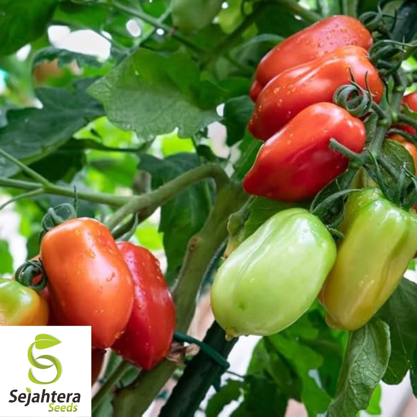 100 Rio Grande Tomato Seeds - Heirloom, Non-GMO, High-Yield Vegetable