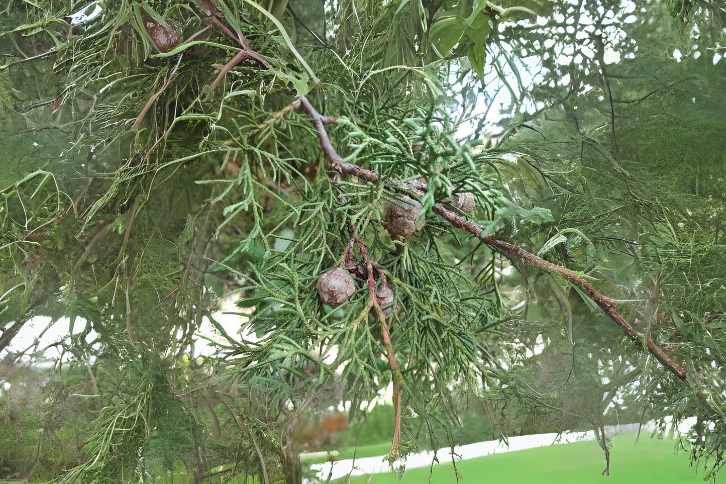 Woodland Elaeocarpus (Elaeocarpus sylvestris)