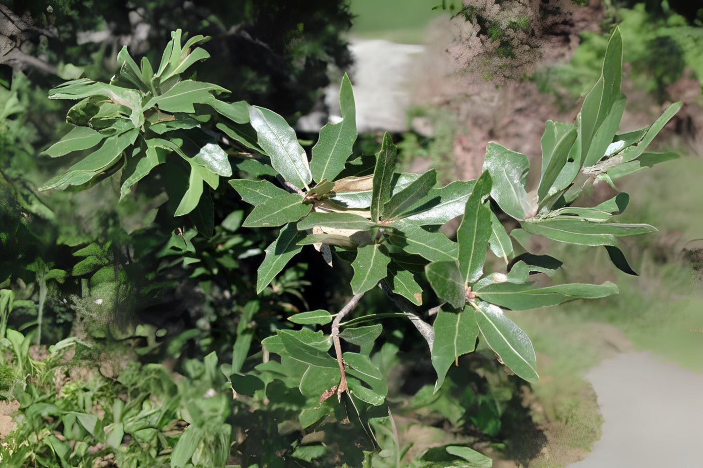 Emory Oak Emoryi Oak (Quercus emoryi)