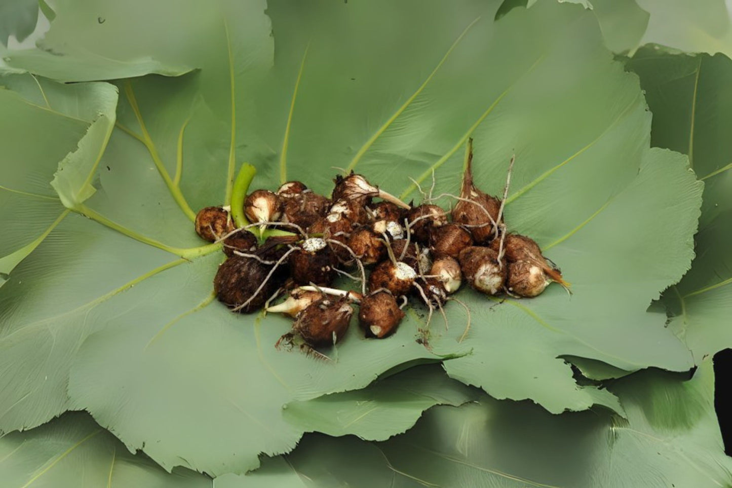 Live Colocasia Esculenta Bulbs - Elephant Ear Taro Root Bulbs for Planting, Edible Gabi, Kalo, Eddo - Ships Free