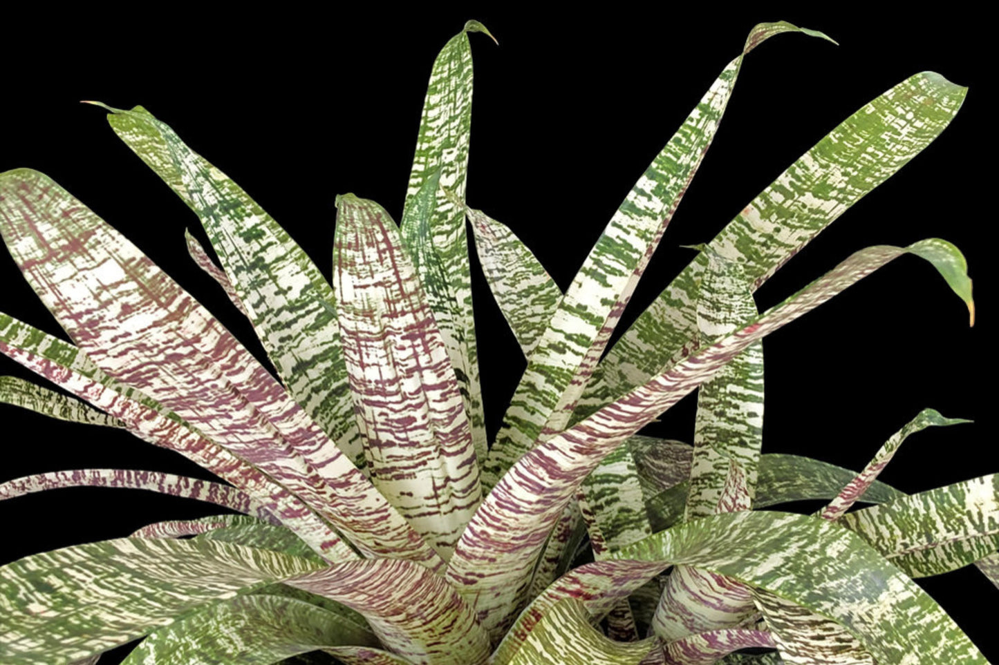 Bromeliad Plant 6" Vriesea Ospinae Gruberii Ice - Tropical Indoor Houseplant for Home Decor, Easy Care, Vibrant Green Foliage