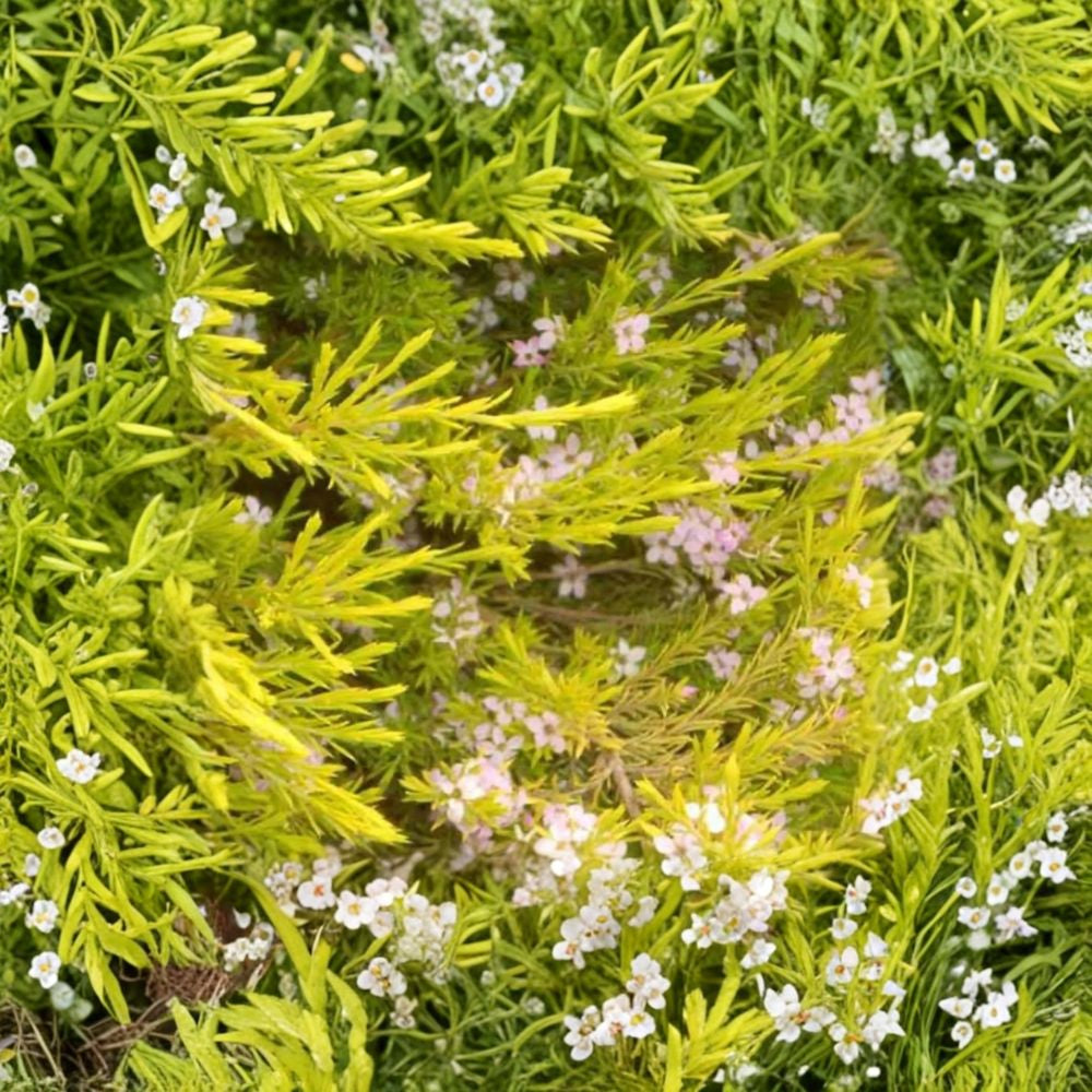 Golden Breath of Heaven – Coleonema pulchellum Live Plant | 1–2 Feet Tall | Includes 1 Gallon Nursery Pot Evergreen Shrub | Tiny Pink Flowers | Fragrant Foliage