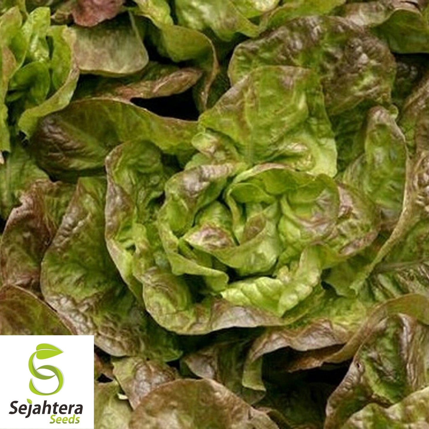 Grand Rapids Lettuce Seeds 600+ | Crisp Leaf Vegetable NON-GMO USA