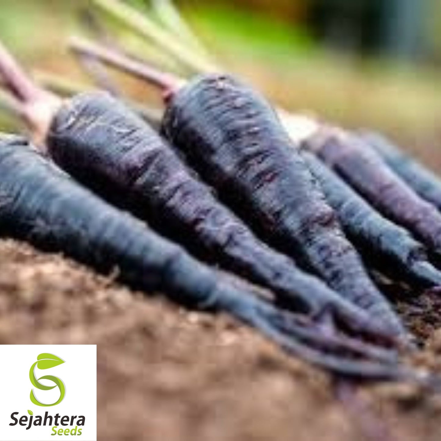 Black Nebula Carrot Seeds - 100+ Heirloom - Organic, Non-GMO & Rare - Fresh