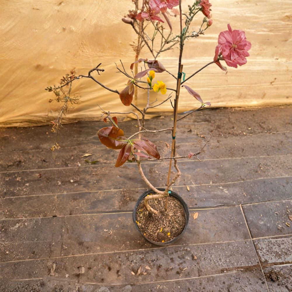 Mai Vàng Việt Nam Bonsai Live Flowering Bonsai | 1–2 Feet Tall | Shipped in 3 Gallon Pot Traditional Vietnamese Apricot | Golden Yellow Blooms | Lunar New Year Favorite