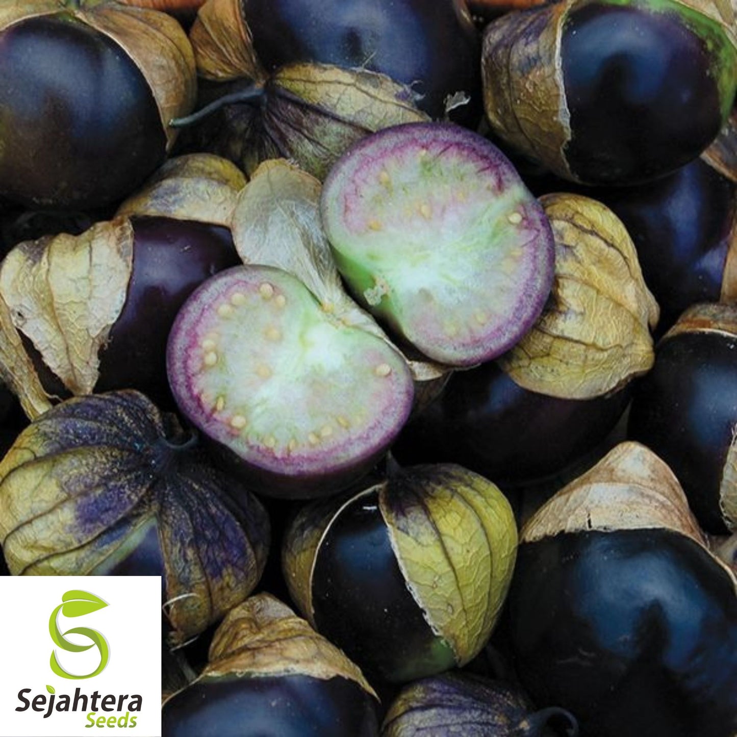 50 Purple Tomatillo Seeds - Heirloom, Non-GMO & Perfect for Salsa