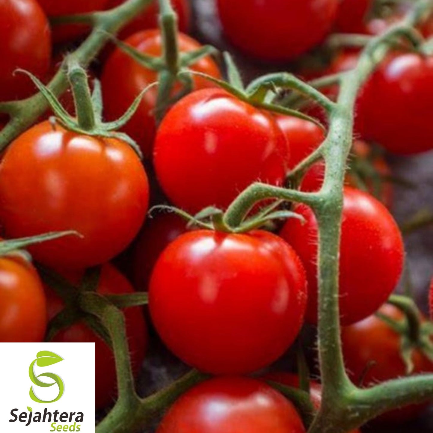 50+ Small Cherry Tomato Seeds – Heirloom, Organic, Non-GMO, Super Sweet & Juicy