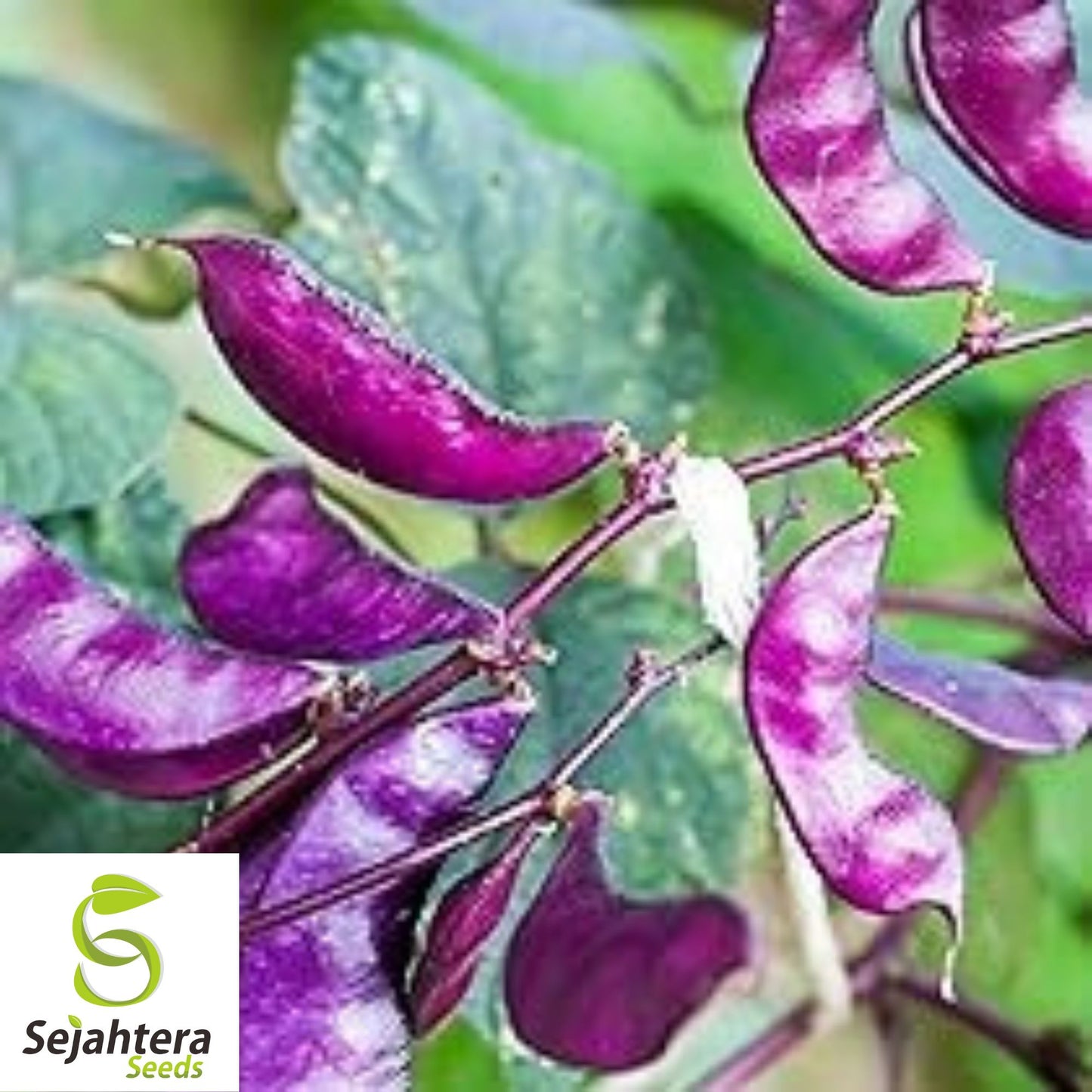 Wild Pea Vine Seeds {Dolichos biflorus} Organic | 25 Seeds