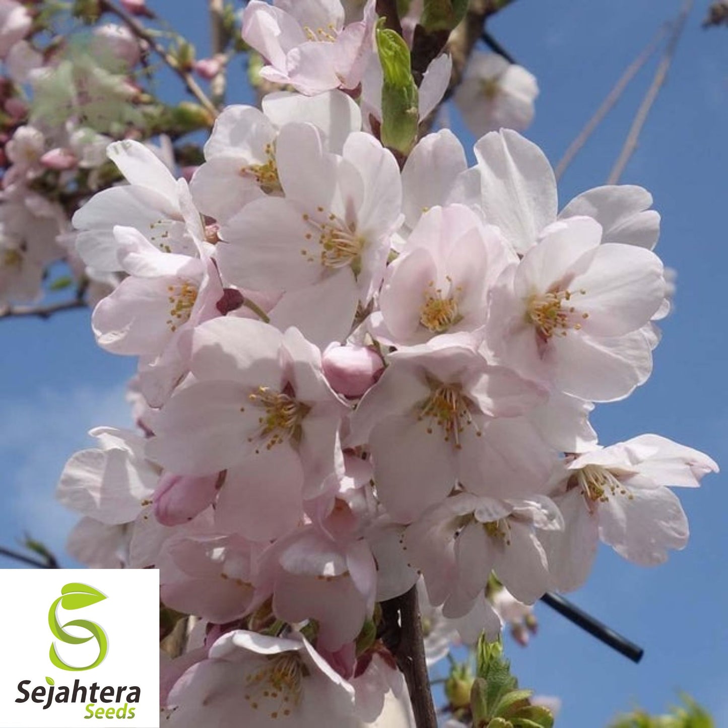 Yoshino Cherry Tree Seeds {Prunus yedoensis} 5 Seeds | Fruiting Tree