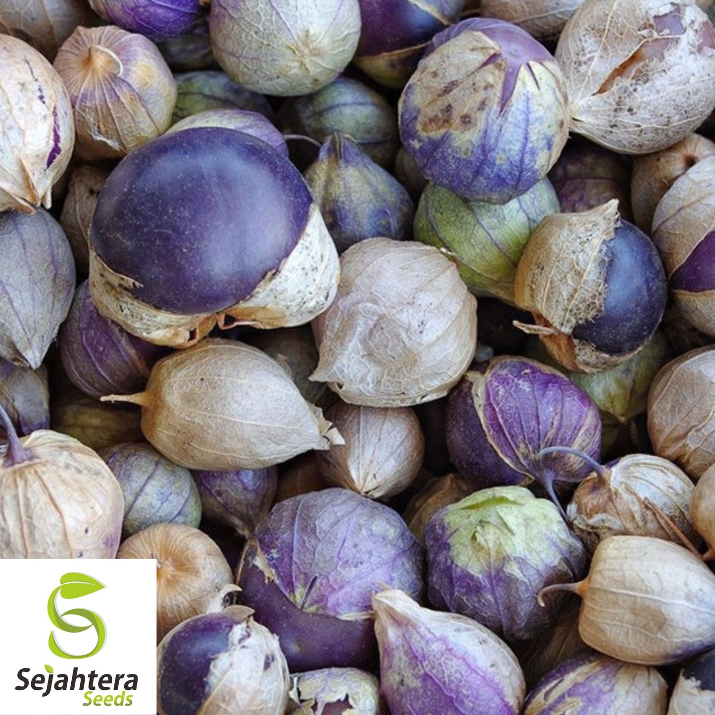 50 Purple Tomatillo Seeds - Heirloom, Non-GMO & Perfect for Salsa