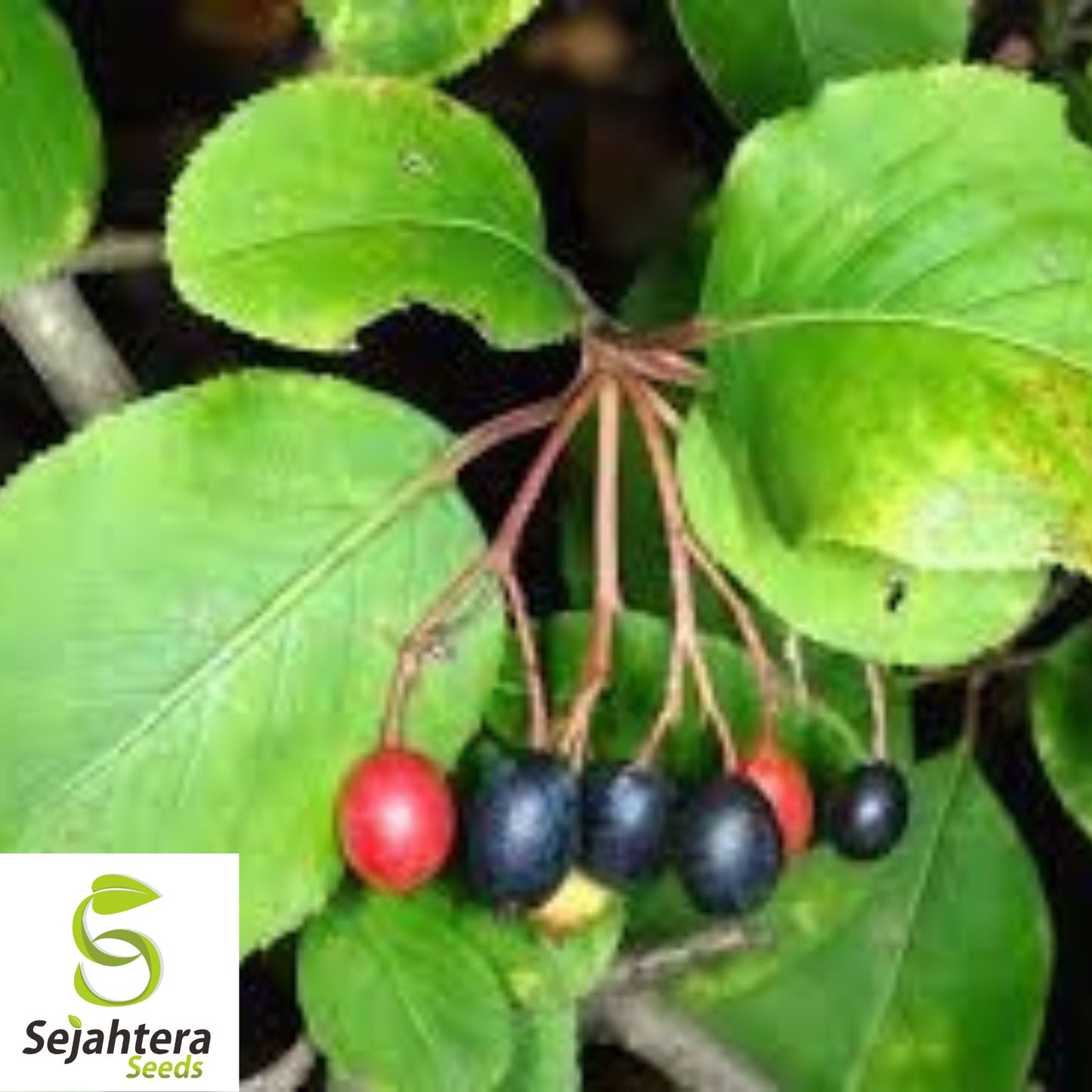 Organic Black Haw Berry Seeds {Viburnum prunifolium} 20 Seeds