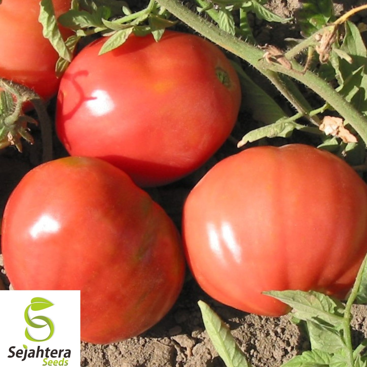 120+ Trip-L-Crop Tomato Seeds - Heirloom, Rare, 15-Foot Vines, High-Yielding
